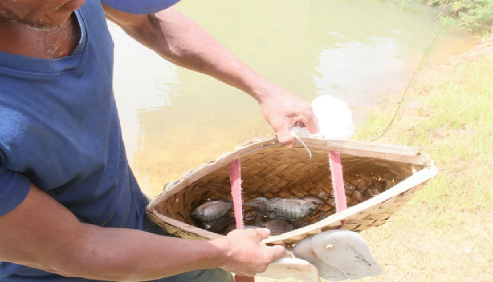 Pescador mostra a pescaria fraca do Batatã