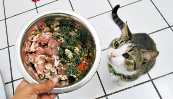 alimentacao natural gatos frango abobrinha