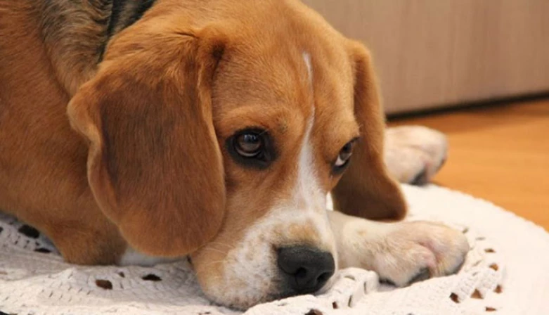 Estresse em animais pode levar à morte.