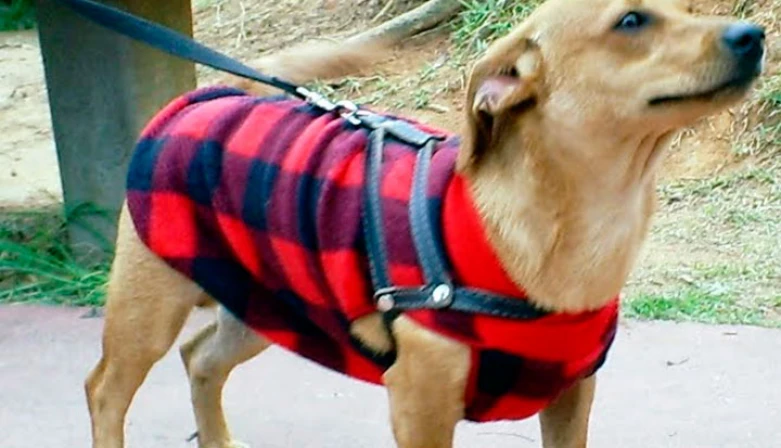 As roupinhas de animais, assim como dos seres humanos, seguem tendências da moda.