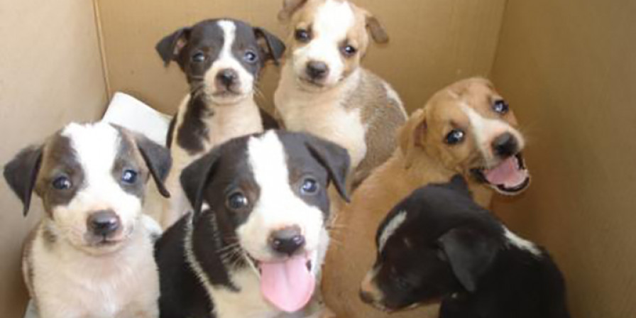 30 Milhões de Animais Abandonados