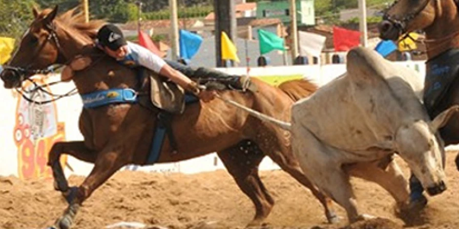 Tradição da cultura nordestina, a vaquejada consiste em uma disputa na qual os vaqueiros tentam derrubar o boi, puxando o animal pelo rabo.