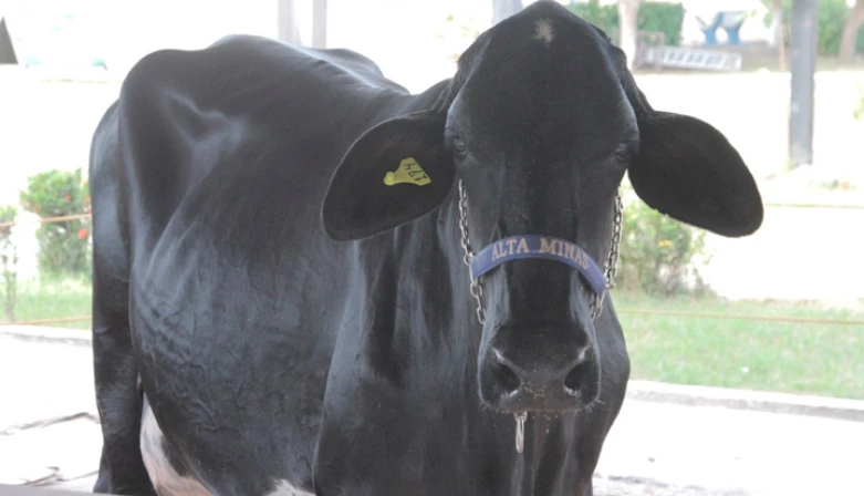 O animal vencedor produziu 115 quilos de leite durante a competição.