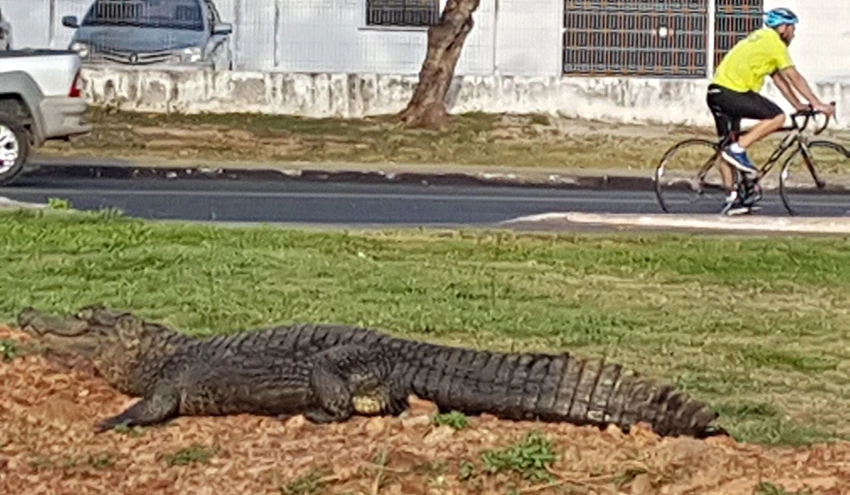 Os frequentadores da Lagoa da Jansen, em São Luís, foram surpreendidos pela aparição de um jacaré nesta segunda-feira (13). Localizado perto da pista de skate da Lagoa, o animal estava tomando um banho de sol e não causou problemas aos pedestres. A aparição do jacaré foi registrada pelos internautas e enviada ao Whatsapp do Imirante.com (98)99209-2383. (Foto: Divulgação / Whatsapp)