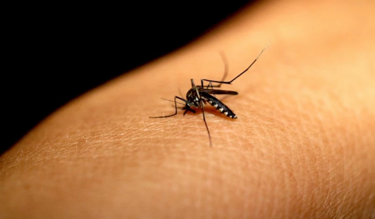 O próximo passo é a definição da tática mais efetiva para a vacinação da população contra a dengue.