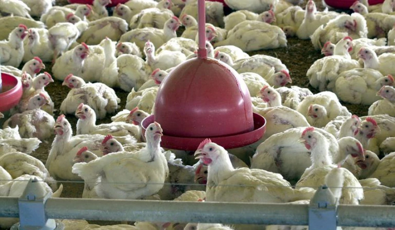 Ministério da Agricultura e Pecuária confirma primeiro caso de gripe aviária em granja comercial no Brasil.