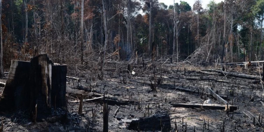 O objetivo do Ibama é conseguir a adesão de mais autuados para que eles mudem o comportamento e se engajem na agenda ambiental.