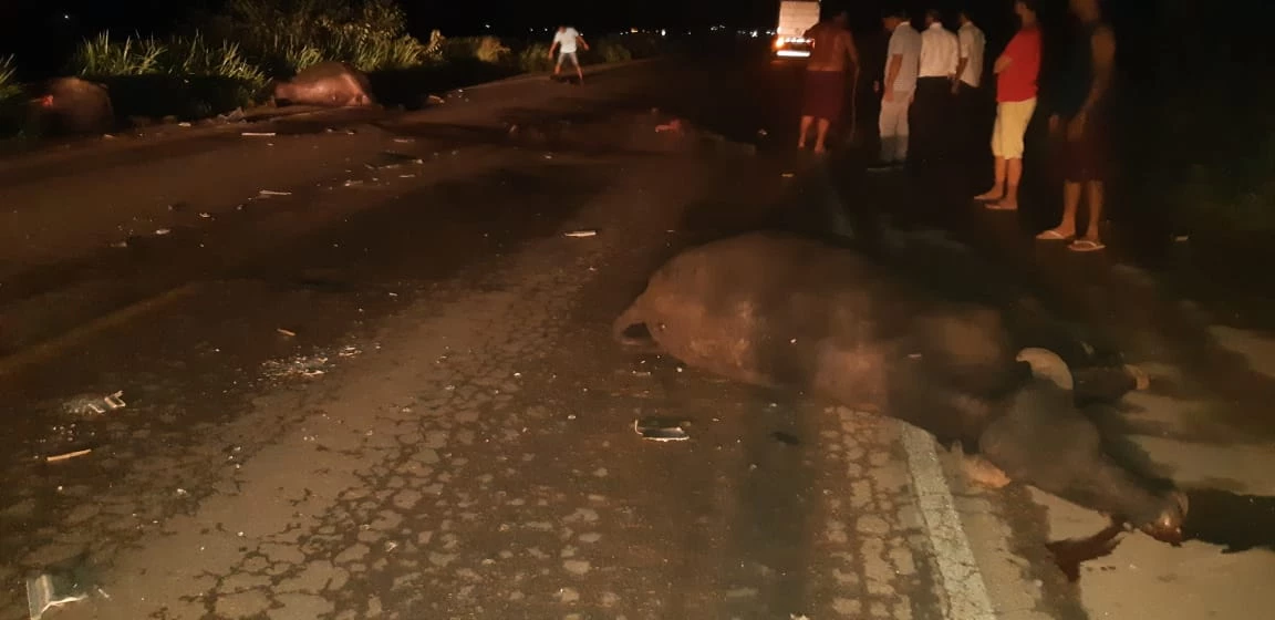 Após o acidente, os animais ficaram espalhados pela rodovia. (Foto: Divulgação / PRF-MA)