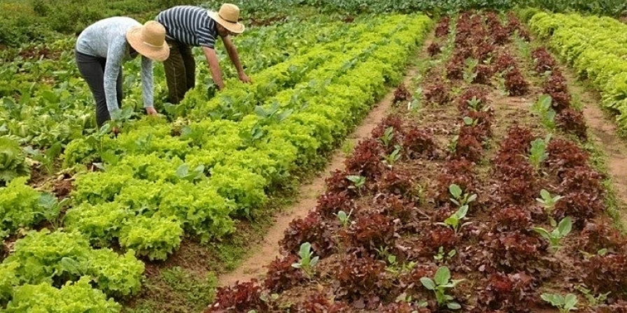 Com o objetivo de diminuir a dependência externa de fertilizantes, o país começou a buscar soluções.