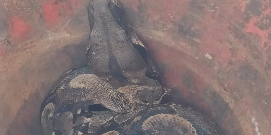A cobra foi levada ao Cetas do o Instituto Brasileiro do Meio Ambiente e Recursos Naturais Renováveis (Ibama).