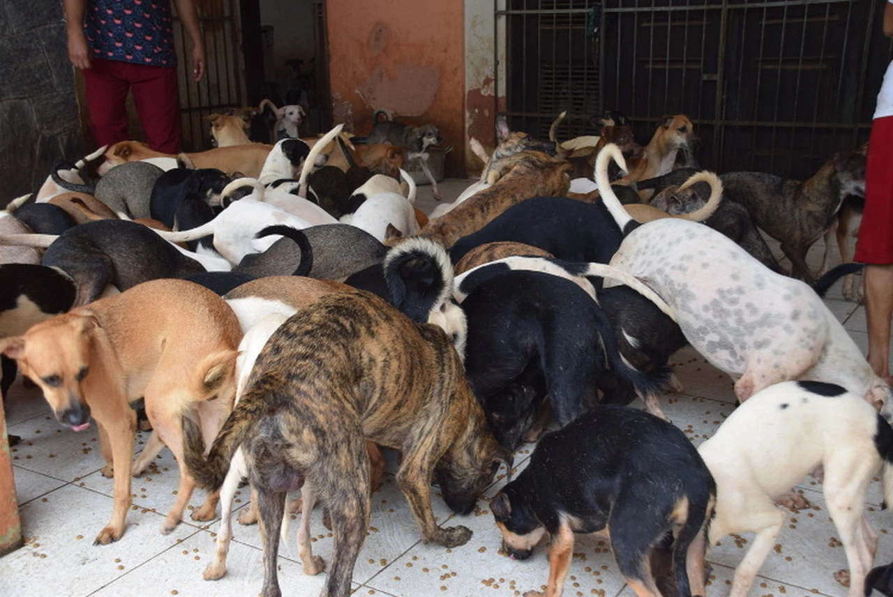 Os mais de 100 cães viviam dentro da casa da idosa. (Foto: Divulgação / MP-MA)