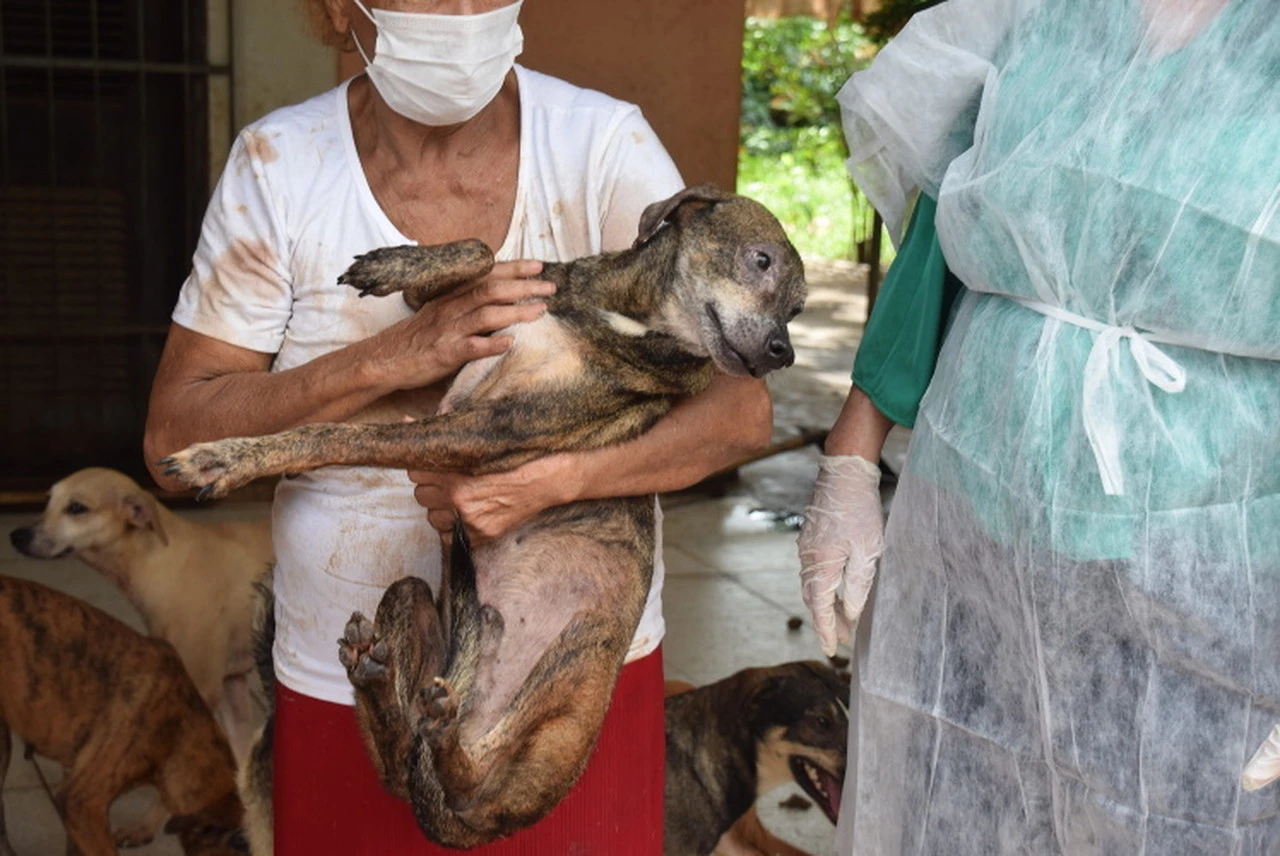 Os animais foram levados para o Centro de Controle de Zoonoses onde serão examinados por uma equipe de veterinários. (Foto: Divulgação / MP-MA)