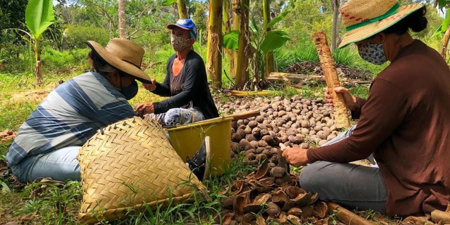 No Maranhão, há aproximadamente 300 mil mulheres quebradeiras de coco babaçu.