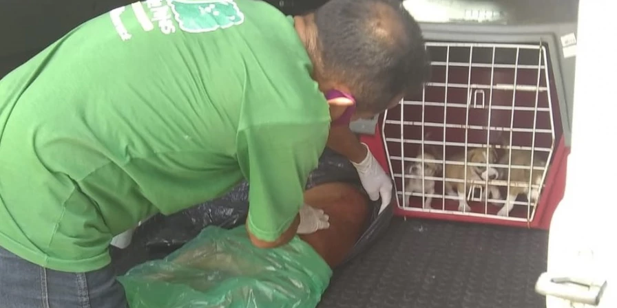 A cadela e os filhotes chegaram a ser resgatados por uma clínica veterinária, mas a mãe acabou falecendo.