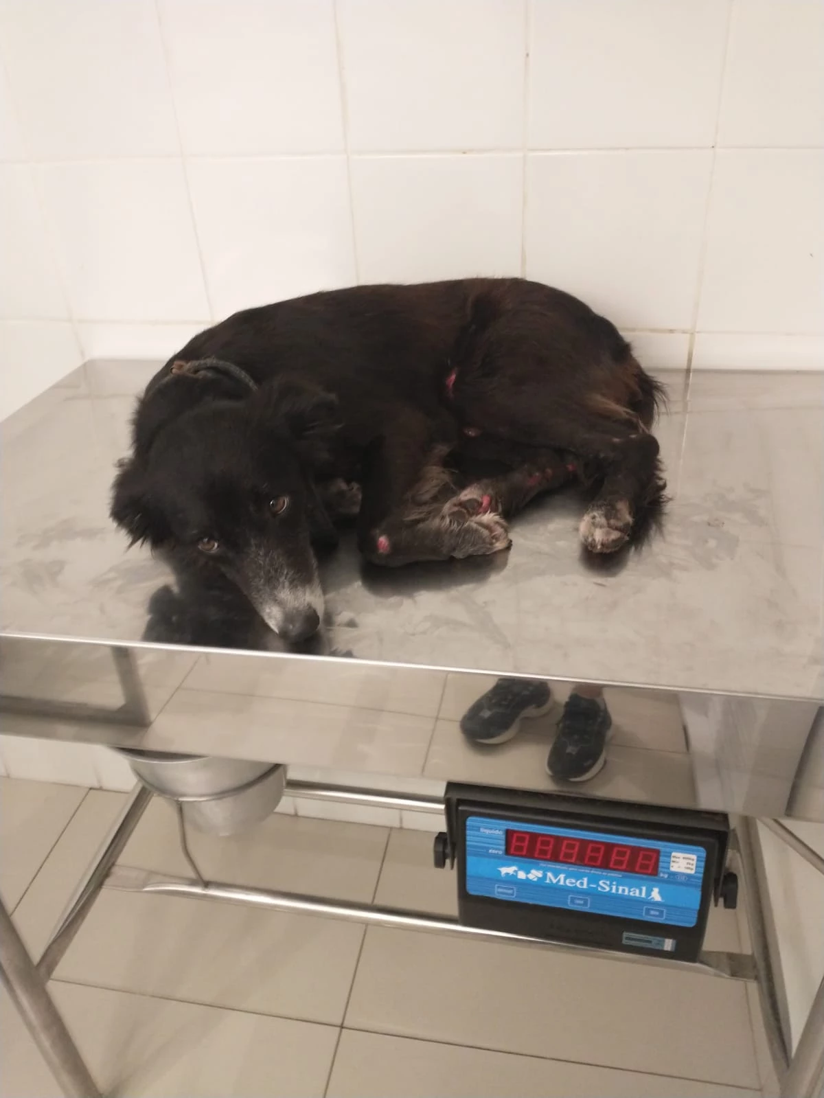 Cachorro recebeu atendimento em clínica. Foto: Divulgação.
