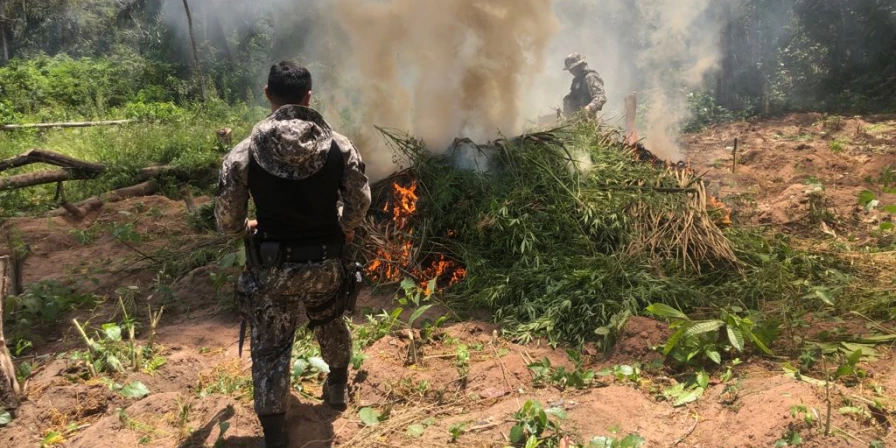 Plantação de maconha sendo incinerada durante a operação da Polícia Federal.