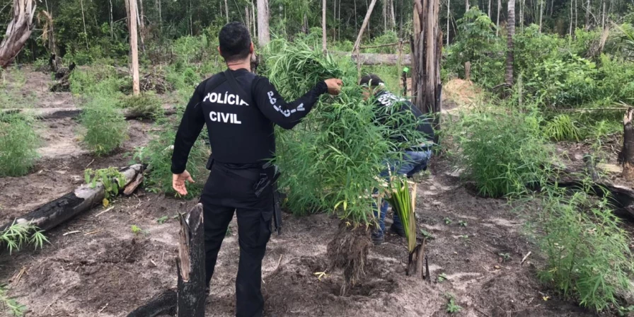O alvo da polícia foi o Povoado Vila União, onde além da plantação, foram apreendidos também mais 2 kg de maconha já colhidos (prontos para comercialização)
