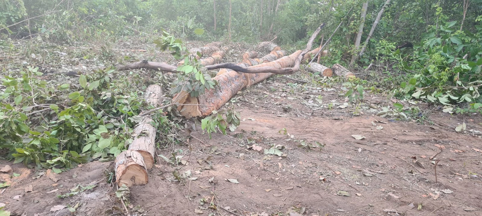 Segundo a PF, a terra indígena Urucu-Juruá possui uma área de 13 mil hectares. (Foto: Divulgação / Polícia Federal)