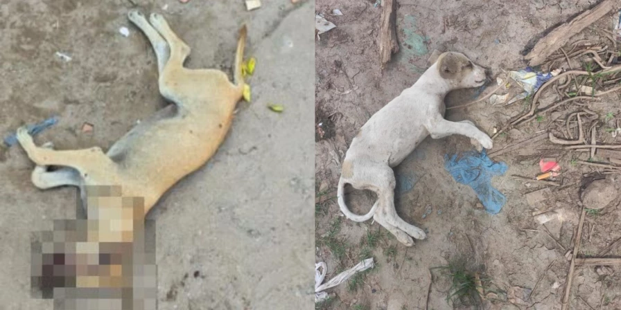 A polícia encontrou dois cães mortos no local apontado pelas denúncias.