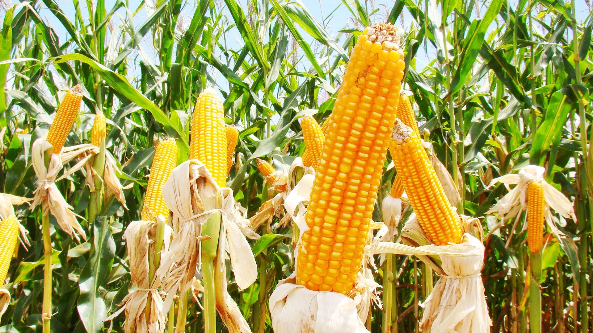 O Maranhão recebeu R$ 91 milhões em operações de crédito do Banco do Nordeste para o cultivo do milho (Foto/Divulgação)