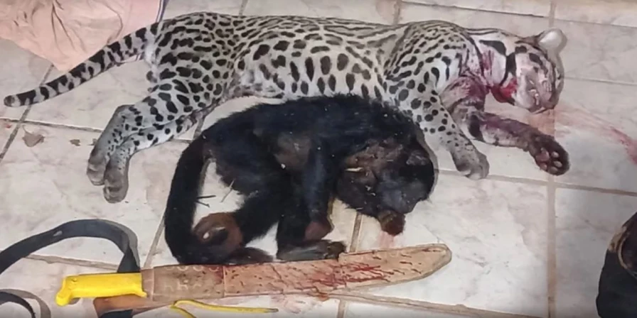 Animais silvestres abatidos e encontrados em Marajá do Sena.