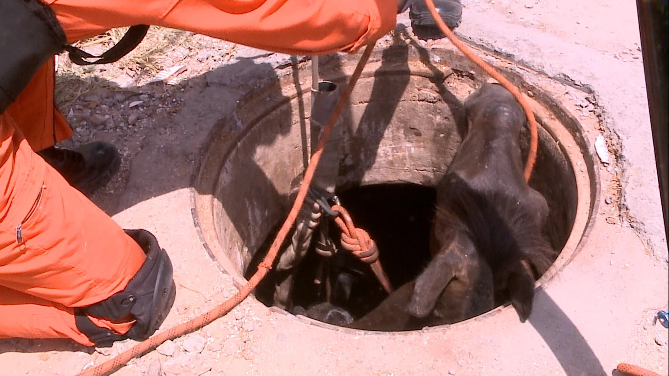 Corpo de Bombeiros faz resgate de animal. (Foto: Reprodução/TV Mirante)