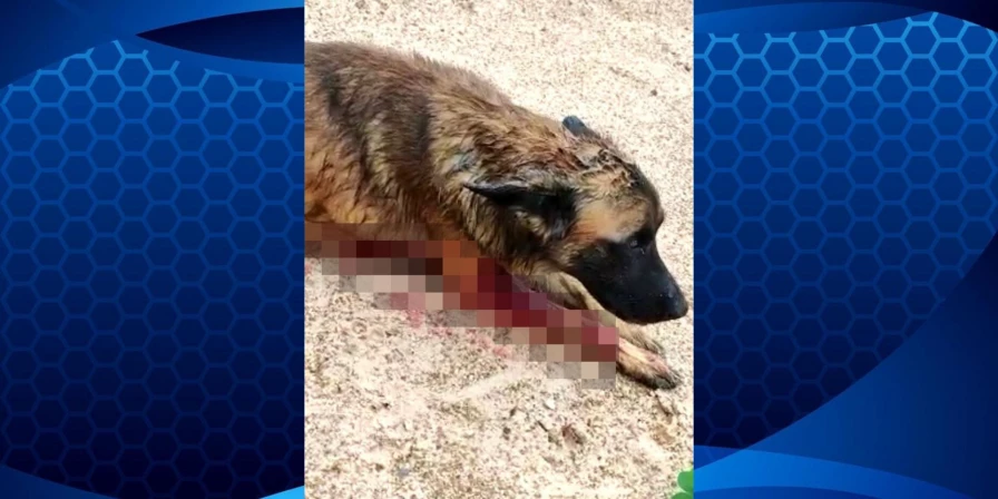Cão morreu minutos após ter sido baleado.