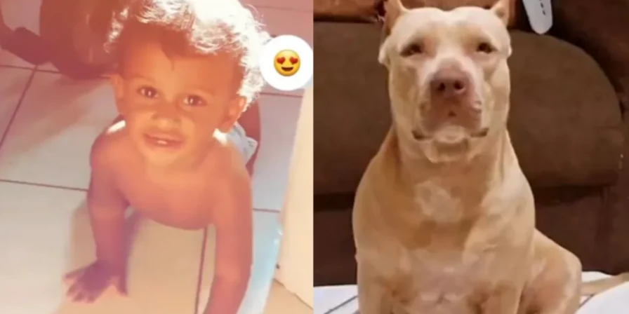 O bebê de apenas 10 meses, não resistiu aos ferimentos do ataque.