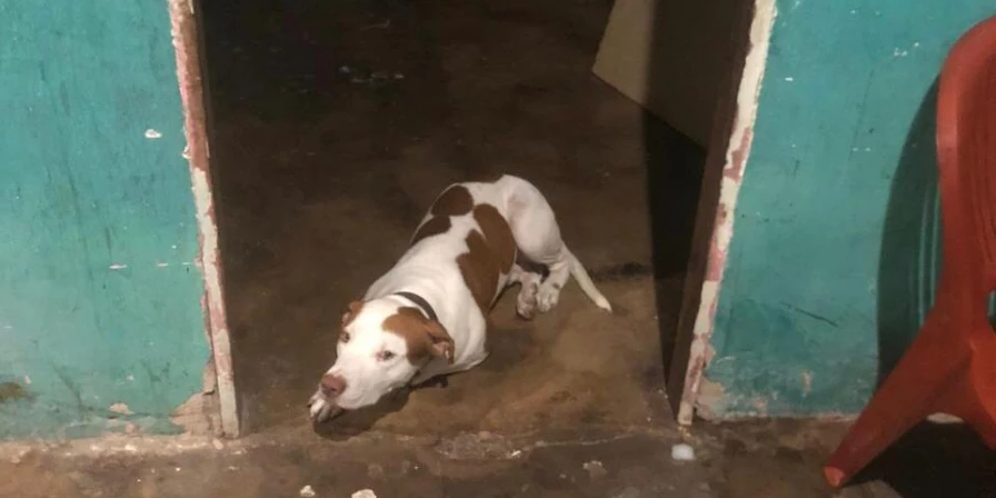 Cão estava solto dentro de casa com o bebê.