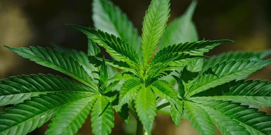 Decisão do STF vale para o chamado cânhamo industrial (hemp).
