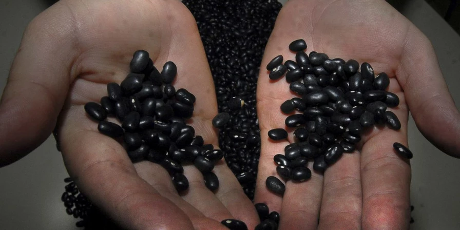 O feijão é rico em proteínas e minerais.