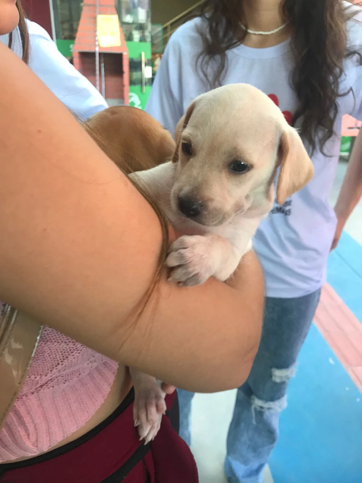 A sociabilização é muito importante para isso, sendo o cão filhote ou não. (Foto: Divulgação / TerraZoo)