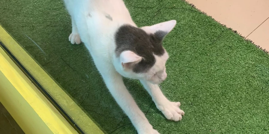 A Terra Zoo também realiza de tempos em tempos eventos de adoção de cães e gatos
