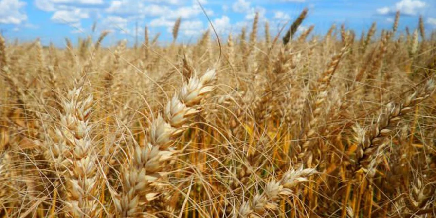 A área a ser colhida entre cereais, leguminosas e oleaginosas é de 78 milhões de hectares.