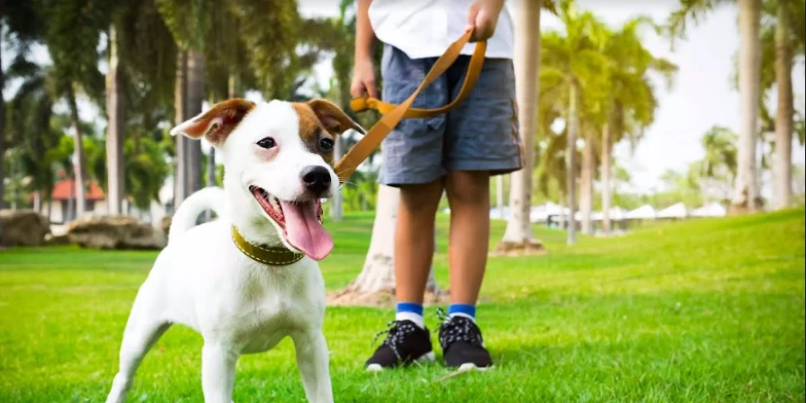 Levar o cachorro para passear durante esse tempo prolonga a vida.