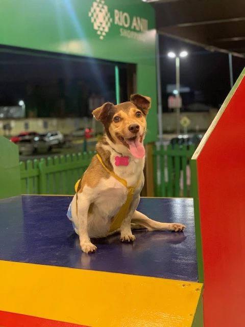 Cuidar de um cachorro requer atenção direcionada. (Foto: Divulgação / TerraZoo)