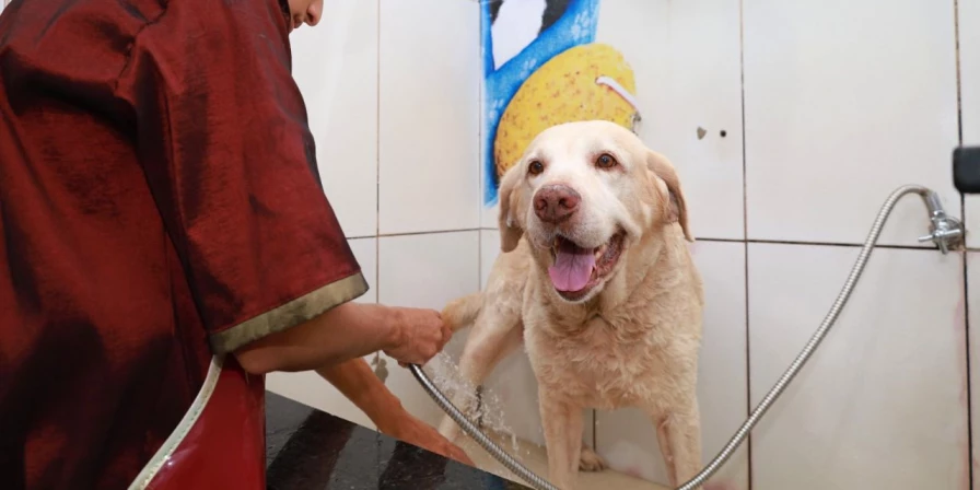 Veja como garantir a saúde e segurança do seu animalzinho!