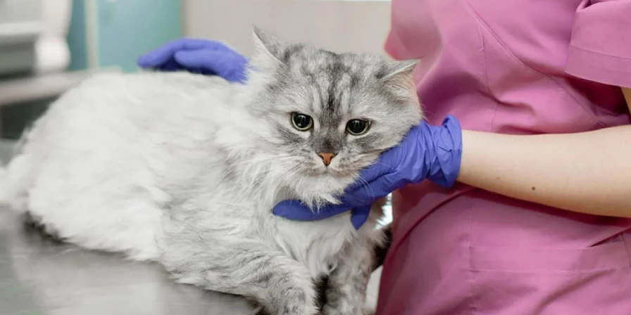 A transmissão das FIV e FELV pode acontecer por meio do contato direto com outros gatos.