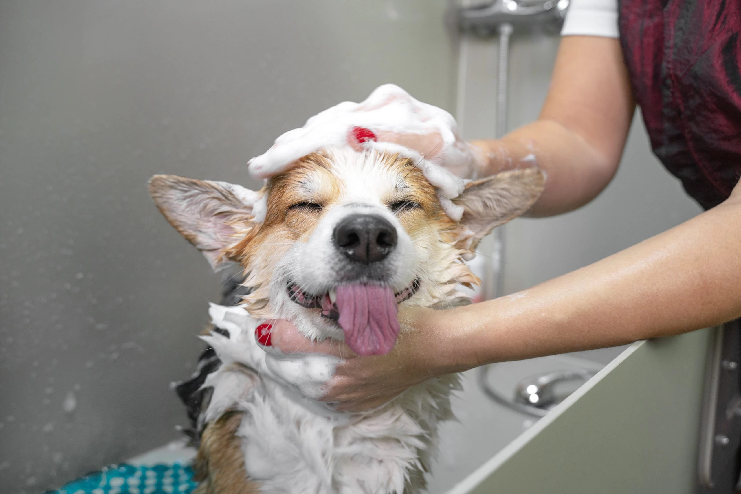 Veja algumas recomendações para manter seu animalzinho protegido. (Foto: Divulgação)