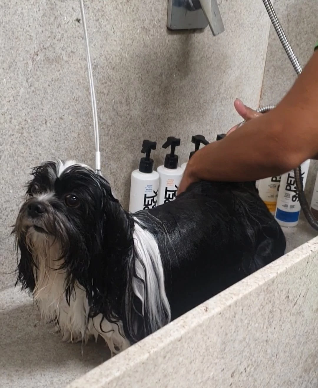 Veja as melhores dicas para o seu pet! (Foto: divulgação / TerraZoo)