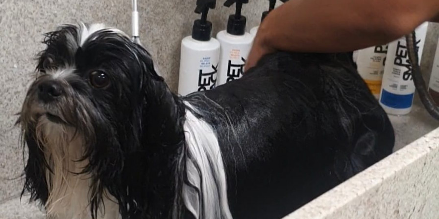Shih tzu: Terra Zoo dá dicas para desembaraçar os pelos...