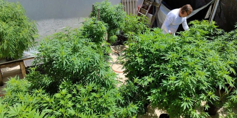 A importação de cannabis in natura, flores ou partes da planta fica proibida.