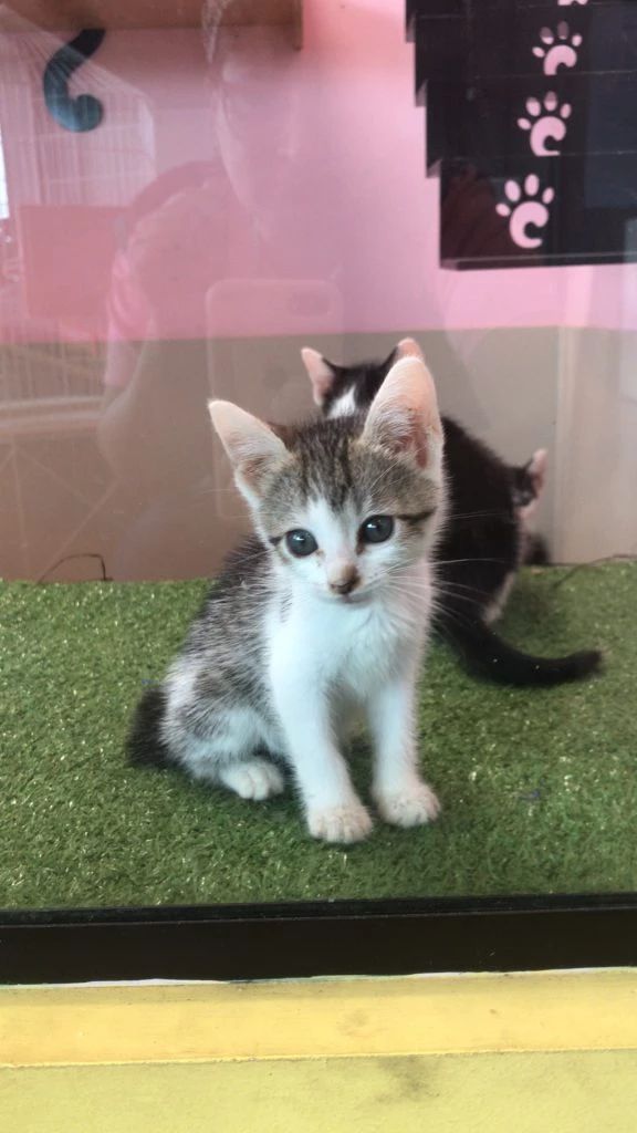 A TerraZoo, reconhecida por sua dedicação ao bem-estar animal, oferece a oportunidade de encontrar o parceiro felino perfeito através de sua vitrine de adoção permanente. (Foto: Divulgação / TerraZoo)