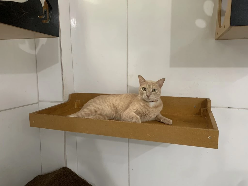 Os gatos são animais encantadores, repletos de personalidade e que podem se tornar verdadeiros aliados na vida de seus tutores. (Foto: Divulgação / TerraZoo)