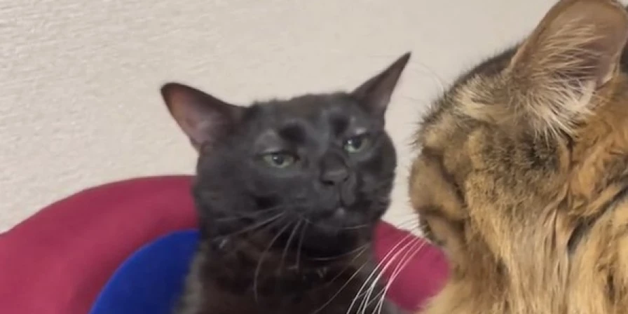 Meme do gatinho preto é febre nas redes sociais.