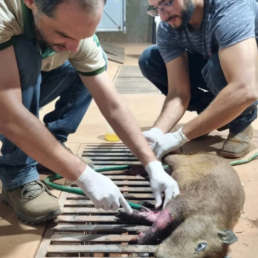 Com as queimadas, animais silvestres têm sido vistos com frequência em áreas urbanas. (Foto: reprodução)