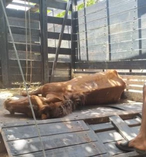 A égua foi encontrada bastante debilitada. (Foto: Divulgação)