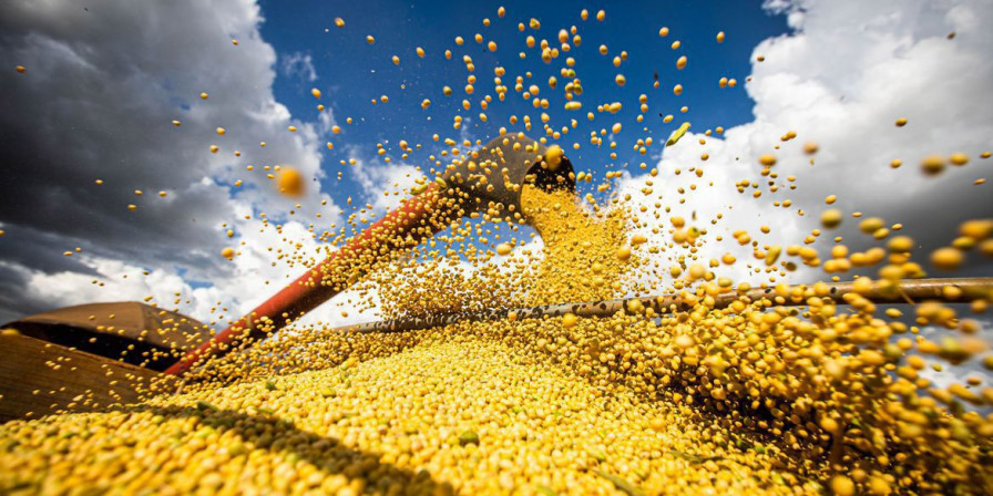 Produção de Grãos cai 3,4 Milhões