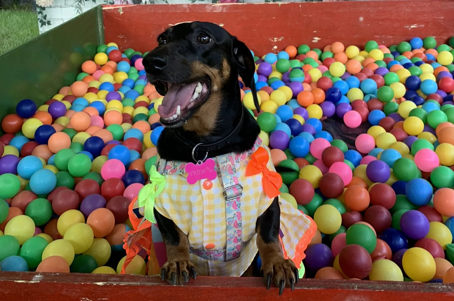 A hidratação é fundamental para os pets durante os períodos de calor intenso. (Foto: Divulgação / Terra Zoo)