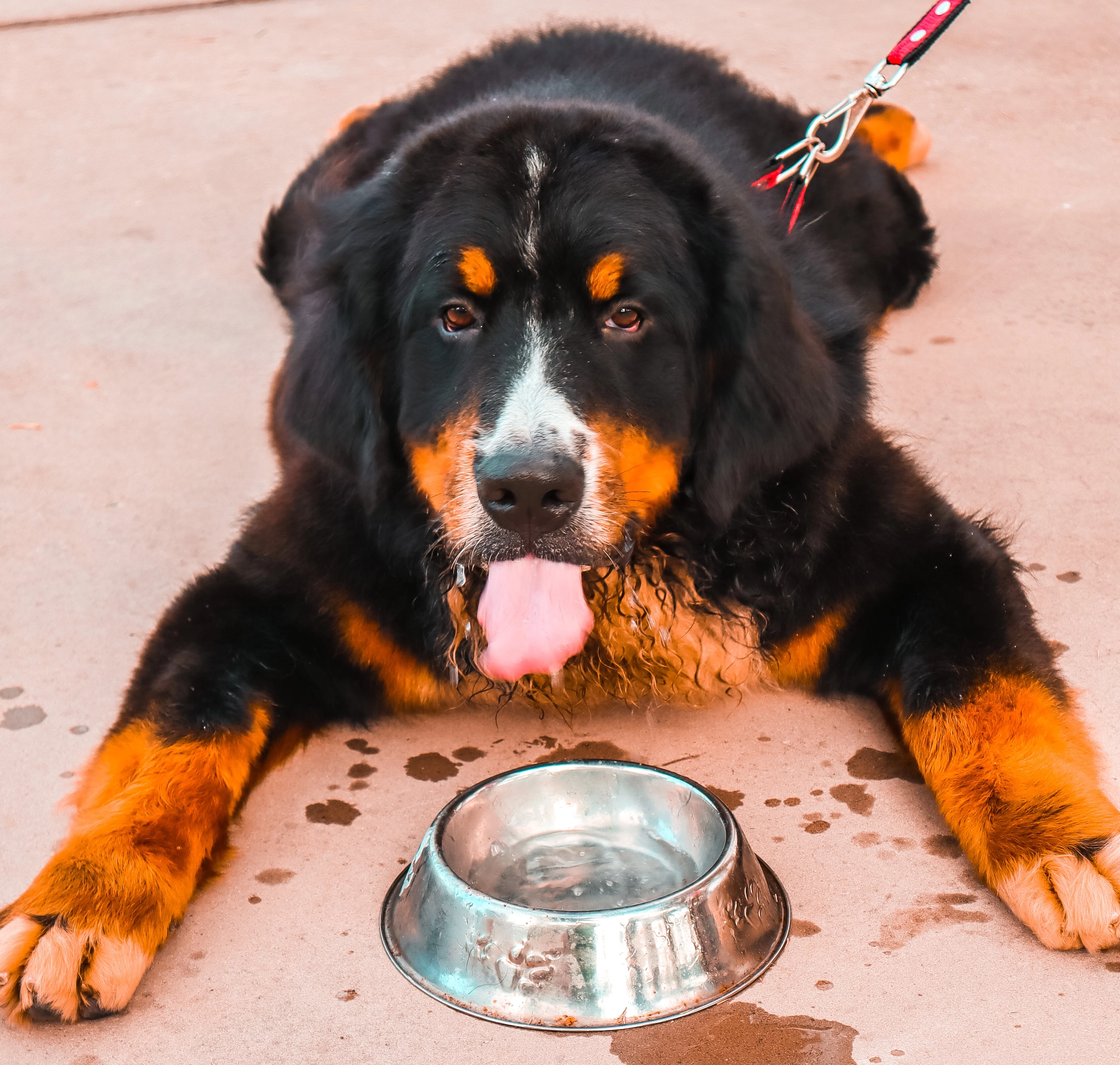 A hidratação é fundamental para os pets durante os períodos de calor intenso. (Foto: Divulgação / Terra Zoo)